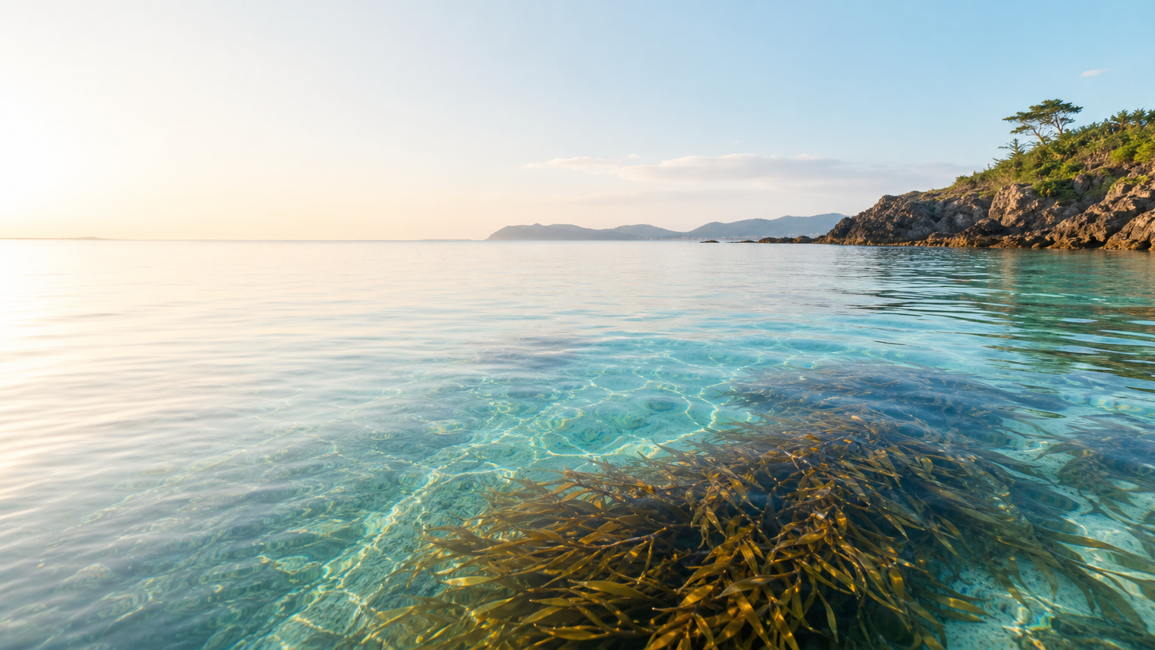 朝日に照らされた沖縄の澄んだ海と海藻